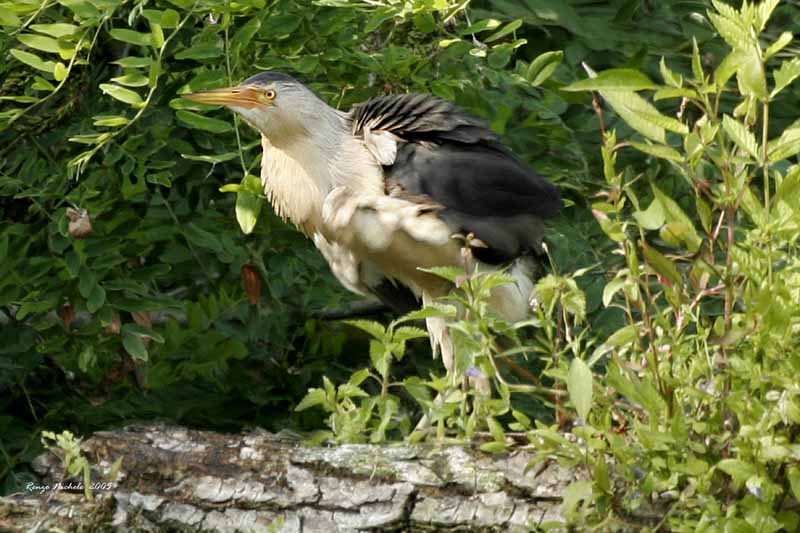 Tarabusino maschio Ixobrychus minutus